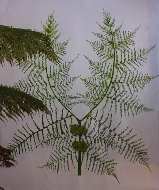 Reconstruction of a leaf of Neuropteris